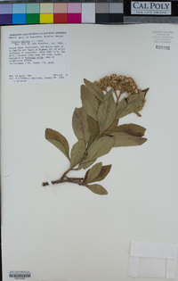 Pluchea odorata image