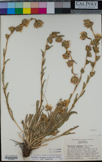 Pyrrocoma racemosa image