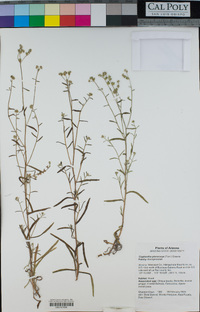 Cryptantha pterocarya image