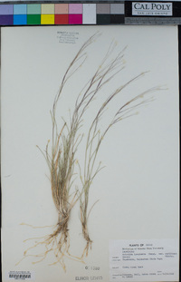 Aristida purpurea var. longiseta image