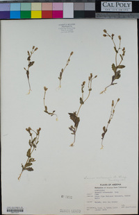 Senecio mohavensis image