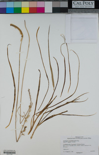 Hastingsia serpentinicola image