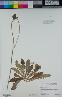 Hypochaeris radicata image