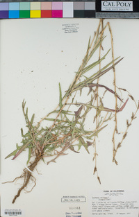 Lactuca saligna image