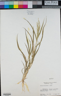 Panicum hirticaule image