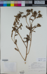 Grindelia stricta image