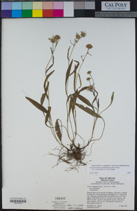 Symphyotrichum spathulatum var. yosemitanum image