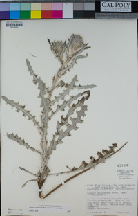 Cirsium occidentale image