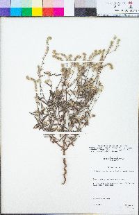 Cryptantha muricata image