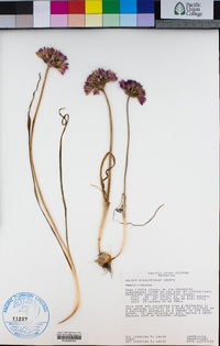 Allium dichlamydeum image
