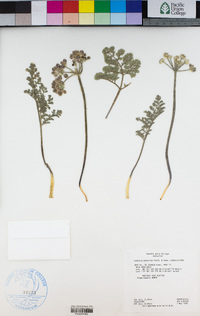 Lomatium mohavense image