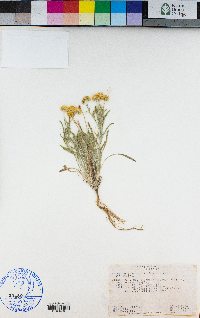 Erigeron aphanactis image