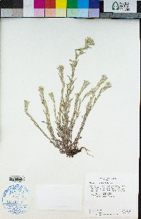 Logfia filaginoides image