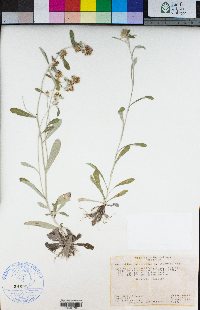 Pseudognaphalium luteoalbum image