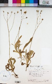 Pilosella scouleri image