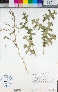 Lactuca serriola image