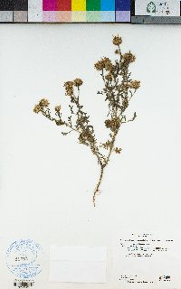 Machaeranthera tanacetifolia image