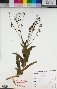 Hackelia amethystina image