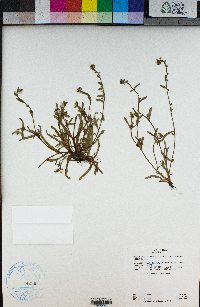 Plagiobothrys chorisianus image