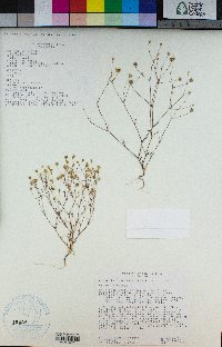 Minuartia douglasii image