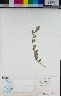 Chenopodium album image