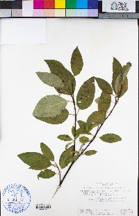 Cornus sericea subsp. sericea image