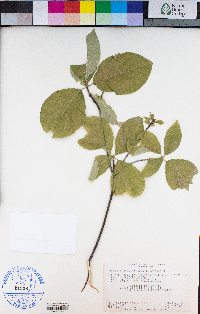 Cornus nuttallii image