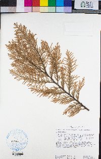 Chamaecyparis lawsoniana image