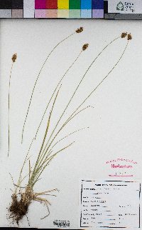 Carex jonesii image