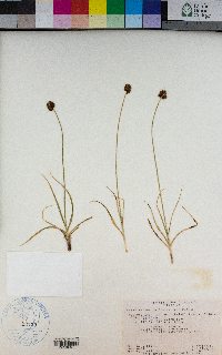 Carex vernacula image