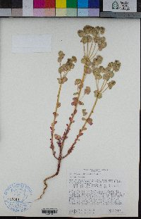 Euphorbia crenulata image