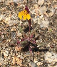 Image of Mimulus montioides