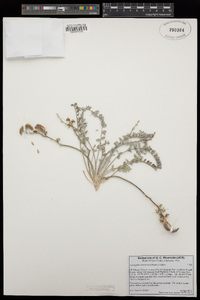 Astragalus tidestromii image