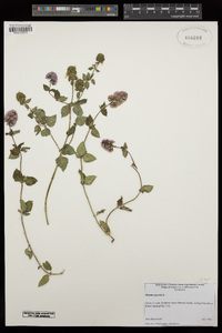 Mentha × piperita image