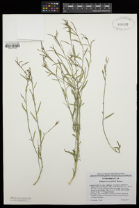 Stillingia linearifolia image