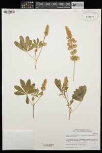 Lupinus latifolius image