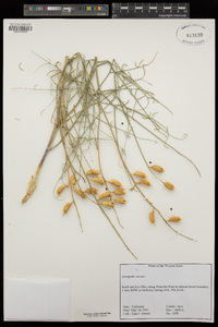 Astragalus serenoi image