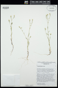 Cryptantha incana image