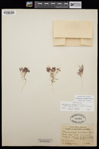 Thysanocarpus conchuliferus image