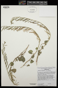 Chylismia cardiophylla image