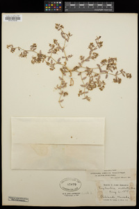 Euphorbia ocellata subsp. arenicola image