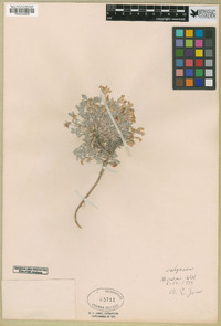 Astragalus calycosus image