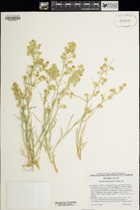 Lepidium fremontii image