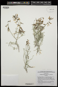 Astragalus atratus var. mensanus image