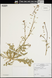 Capsella bursa-pastoris image
