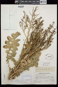 Brassica tournefortii image