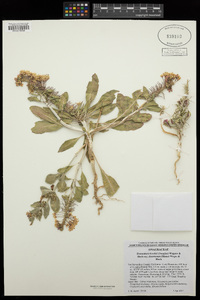 Eremothera boothii subsp. desertorum image