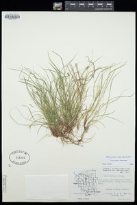 Carex deflexa image