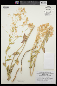 Lepidium appelianum image