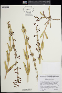 Penstemon utahensis image